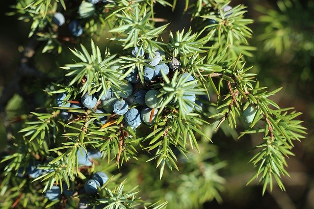 juniper 4833381 640