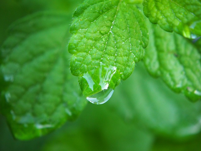lemon balm 2655821 640