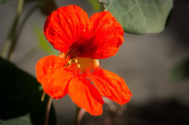 nasturtium 934882 640