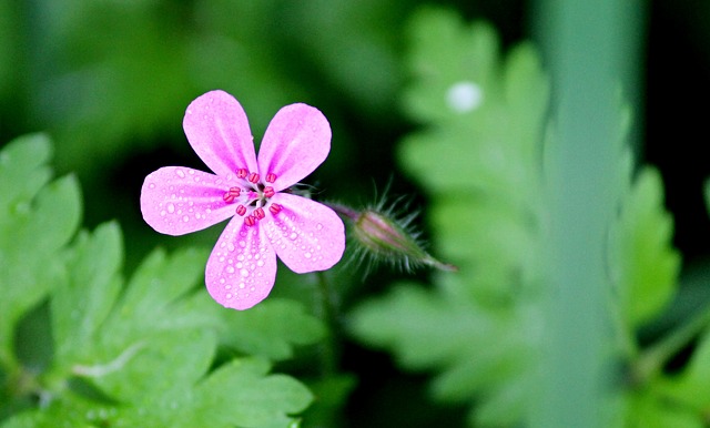 stinking cranesbill 2287530 640