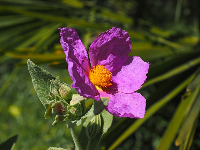 whitish rock rose 1117612 640